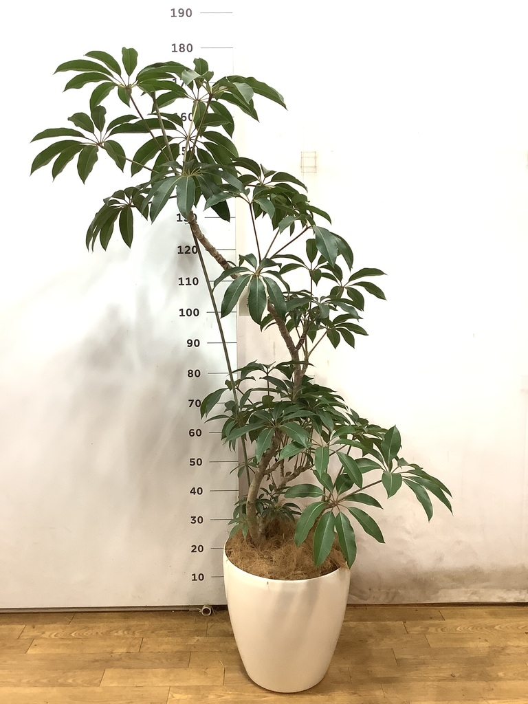 観葉植物 ツピダンサス 10号 曲り ラスターポット 付き | 観葉植物なら
