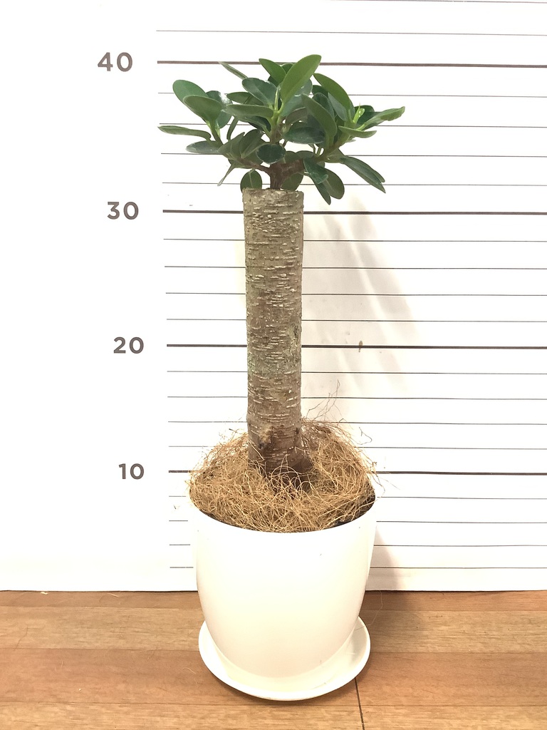 【1点モノ／セット販売】ピンク斑入りバナナ × パンダガジュマルA5✨ 1点モノ／セット販売】ピンク斑入りバナナ × パンダガジュマルA5✨