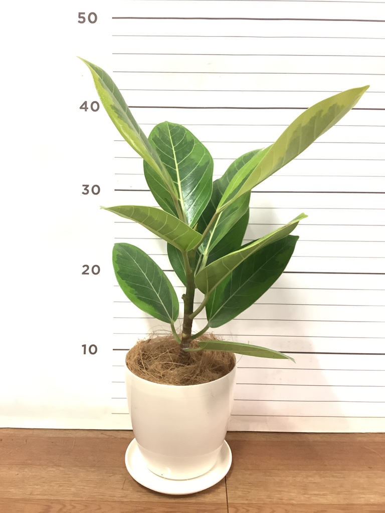 フィカス　アルテシマ　4 フィカス アルテシーマ 4号 | 観葉植物 | インテリアやギフトに