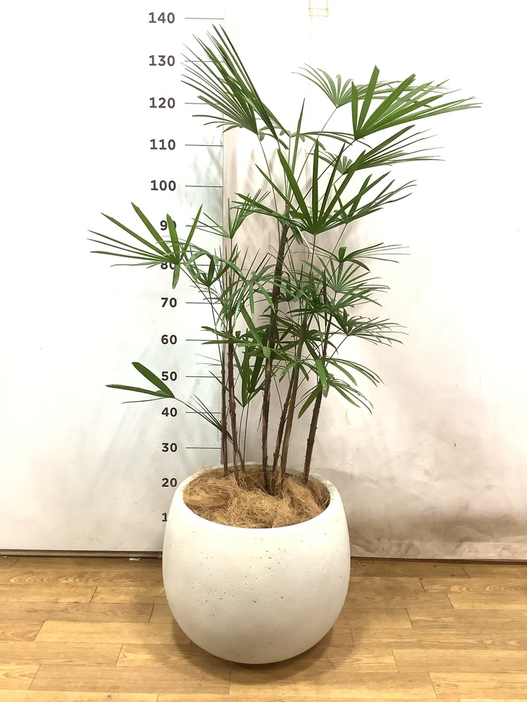 シュロチク 棕櫚竹 8号鉢 60 観葉植物 シュロチク(棕櫚竹) 8号 ベータ キューブプランター