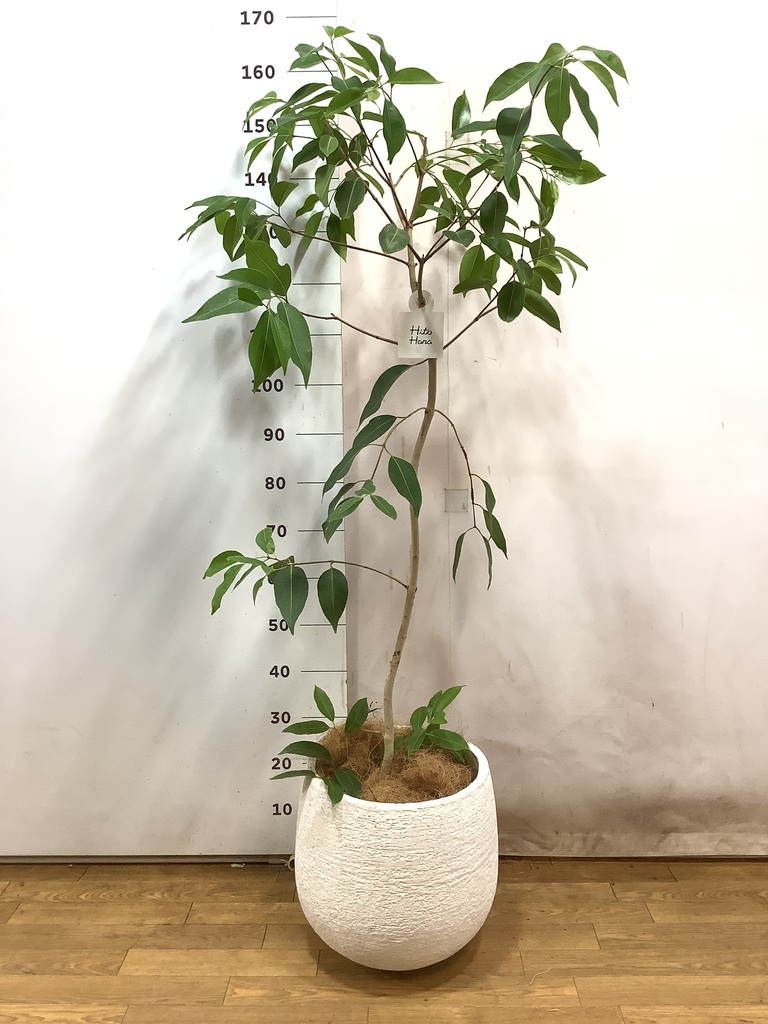 観葉植物 アマゾンオリーブ (ムラサキフトモモ) 8号 エコストーンwhite