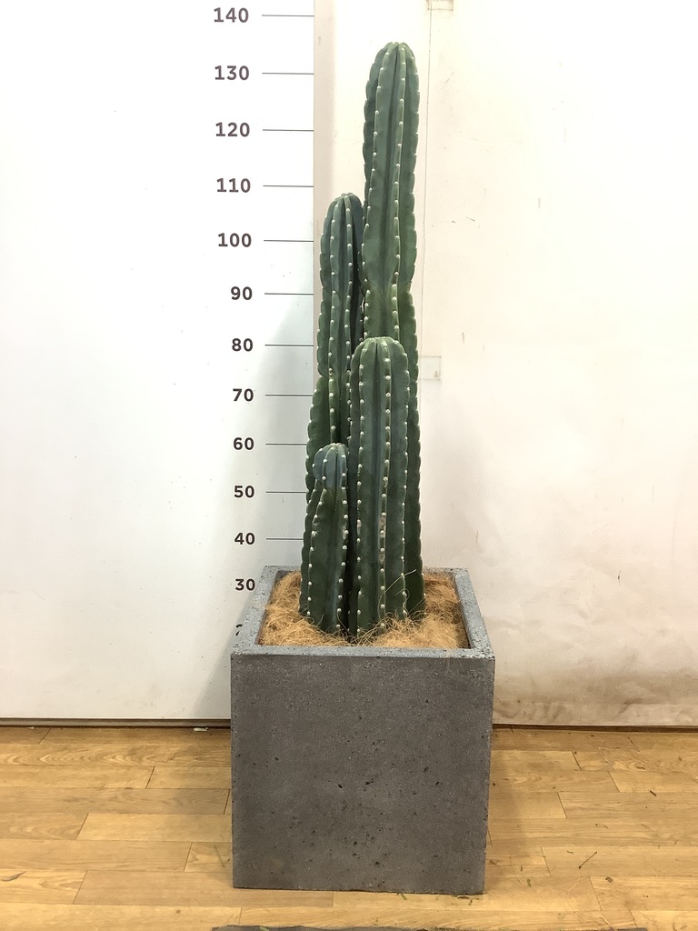 観葉植物 柱サボテン 10号 セドナロング 墨 付き | 観葉植物なら