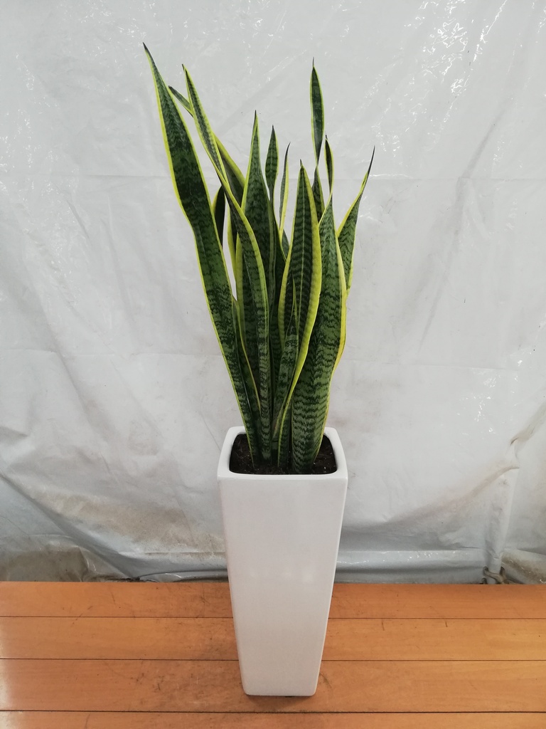 サンスベリア 7号 | 観葉植物 | インテリアやギフトに - Hitohana