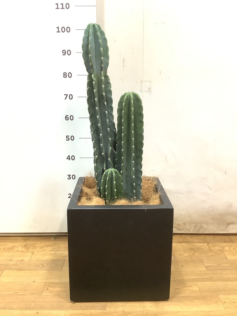 サボテン 金鯱 サボテン Kinsyachi Echinocactus grusonii 7号サイズ