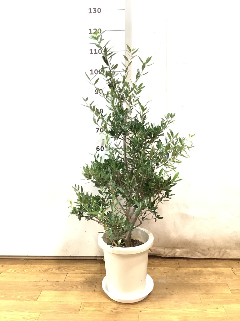 観葉植物 オリーブの木 8号 コロネイキ インティ シリンダー 付き