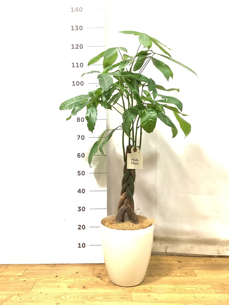 観葉植物 パキラ 7号 ねじり プラスチック鉢 | 観葉植物なら