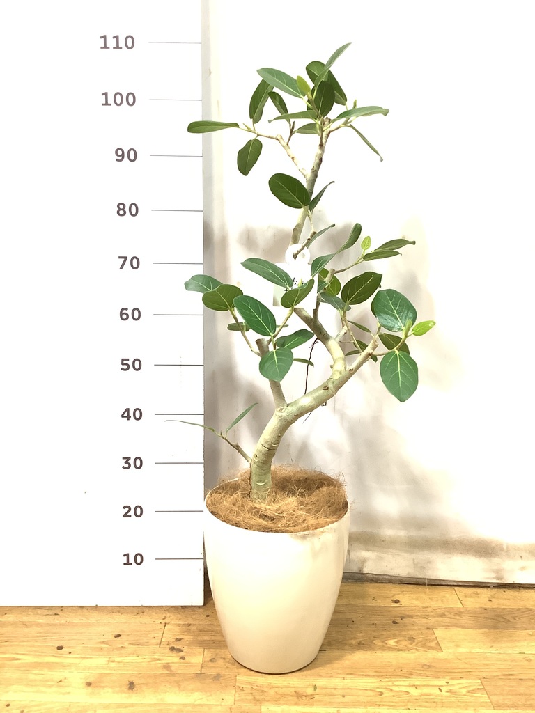 K*i様 フィカス　ベンガレンシス　観葉植物　7号　約110センチ 2 フィカス・ベンガレンシス 7号の通販 | GreenSnap STORE