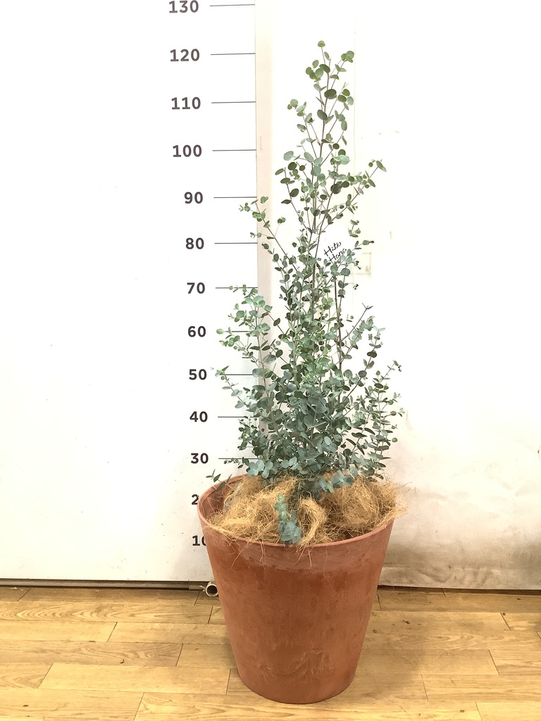 観葉植物 ユーカリ 8号 グニー バスク キューブ 付き | 観葉植物