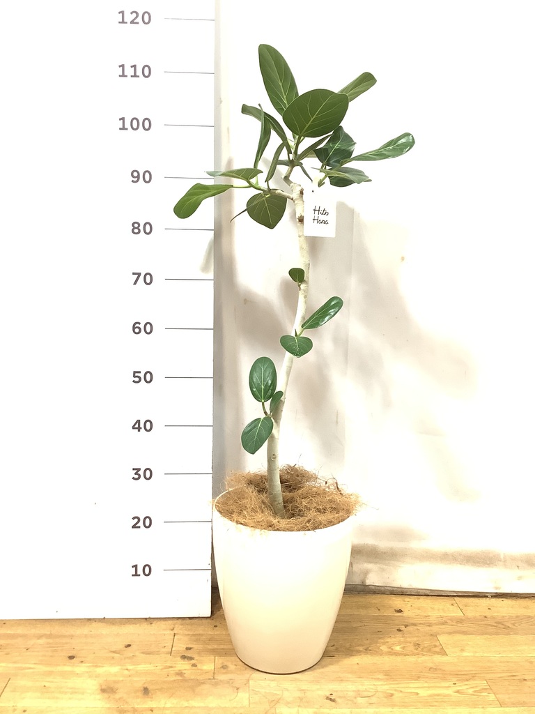 観葉植物 フィカス ベンガレンシス 7号 曲り プラスチック鉢