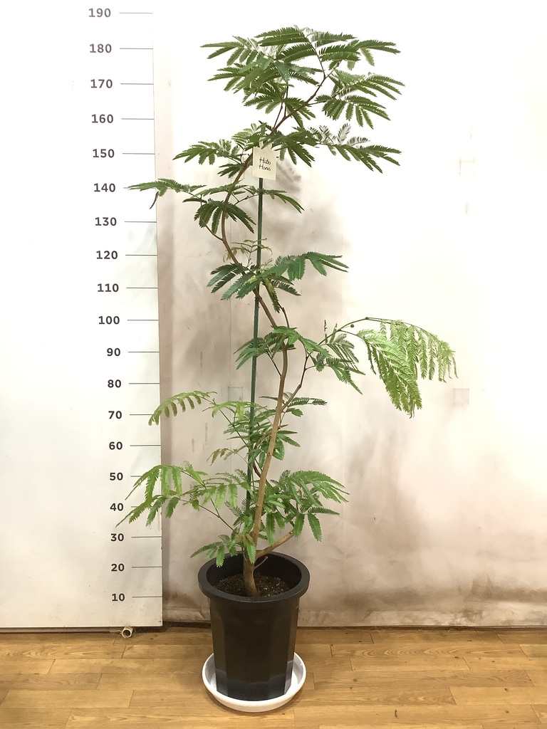 観葉植物 エバーフレッシュ 10号 曲り プラスチック鉢 | 観葉植物なら