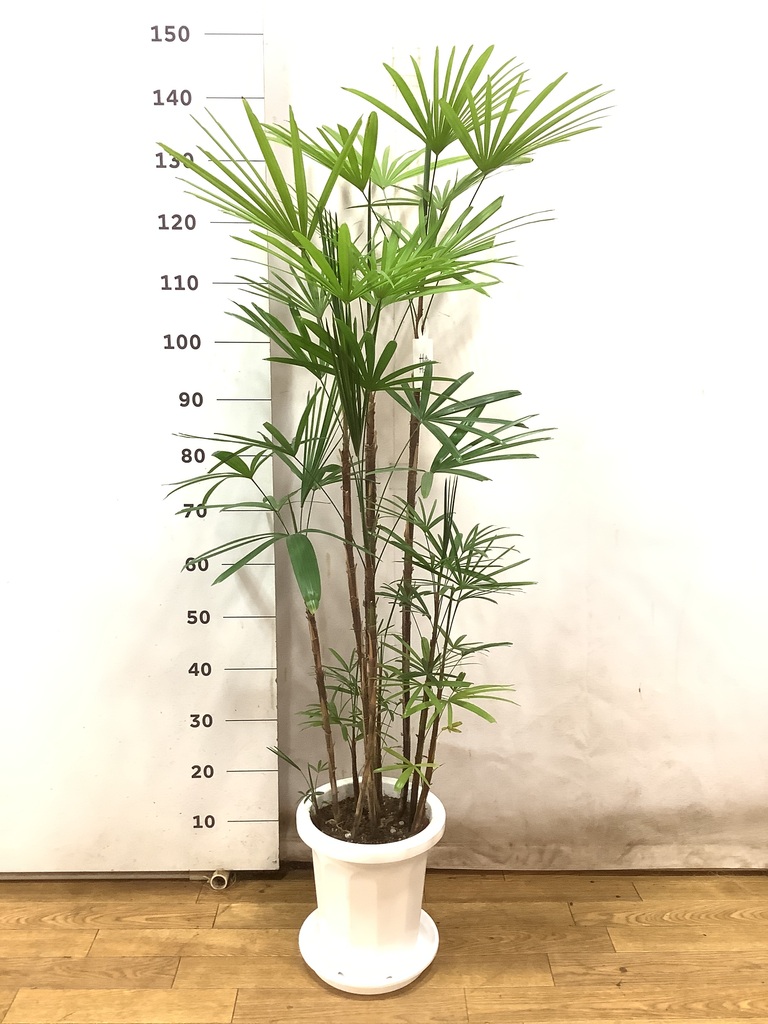 観葉植物 シュロチク（棕櫚竹） 8号 プラスチック鉢 | 観葉植物なら