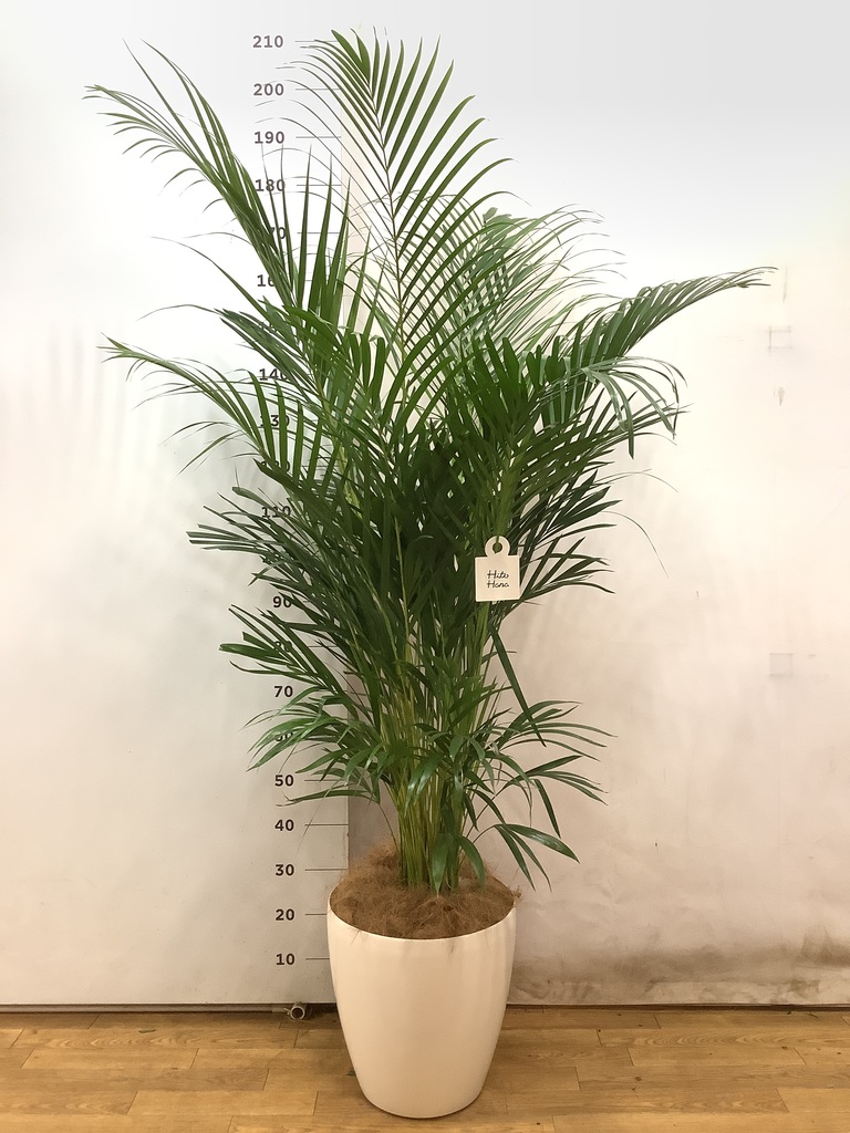 観葉植物 アレカヤシ 10号 ラスターポット 付き | 観葉植物なら