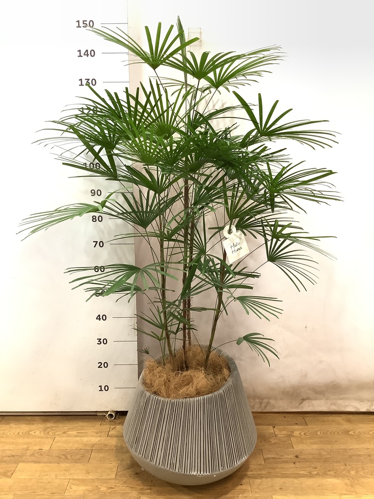 観葉植物 ウンナンシュロチク（雲南棕櫚竹） 8号 シグマ 角柱