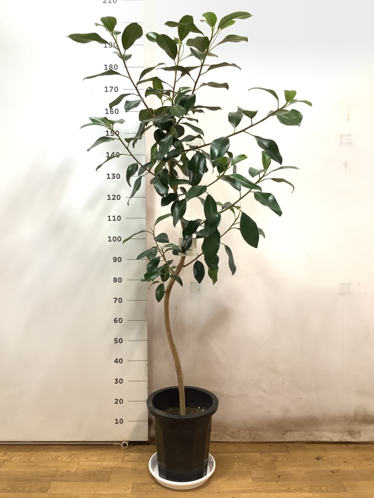 観葉植物 フランスゴムの木 10号 曲り プラスチック鉢 | 観葉植物なら