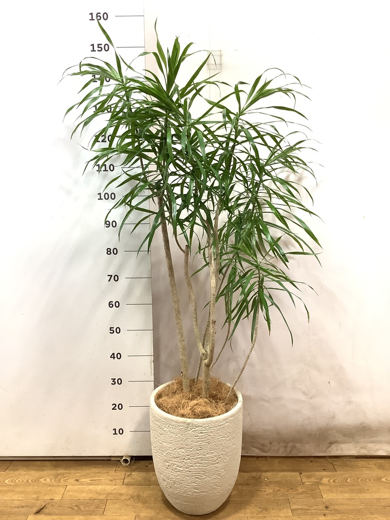 観葉植物 ドラセナ リフレクサ 8号 プラスチック鉢 | 観葉植物なら