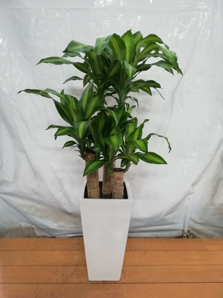 観葉植物 ドラセナ 幸福の木 7号 ノーマル 角高陶器 | 観葉植物なら