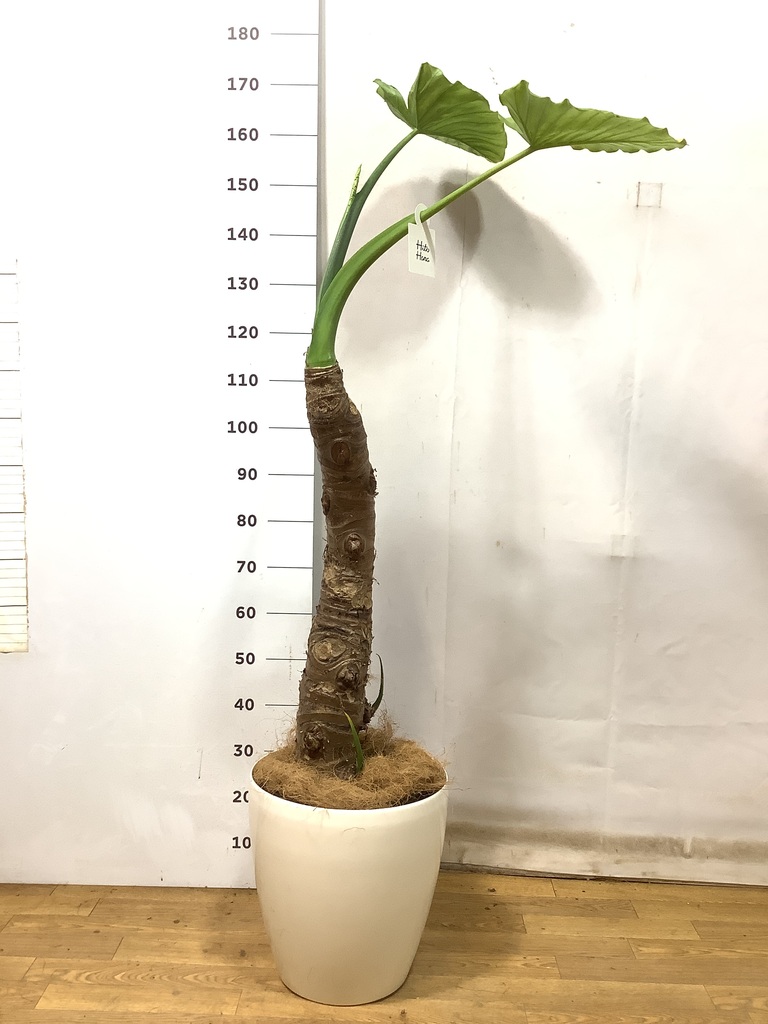 アロカシア ヴェノム 小苗① 葉2枚 約10cm アロカシア ベノム | GREEN LUCK
