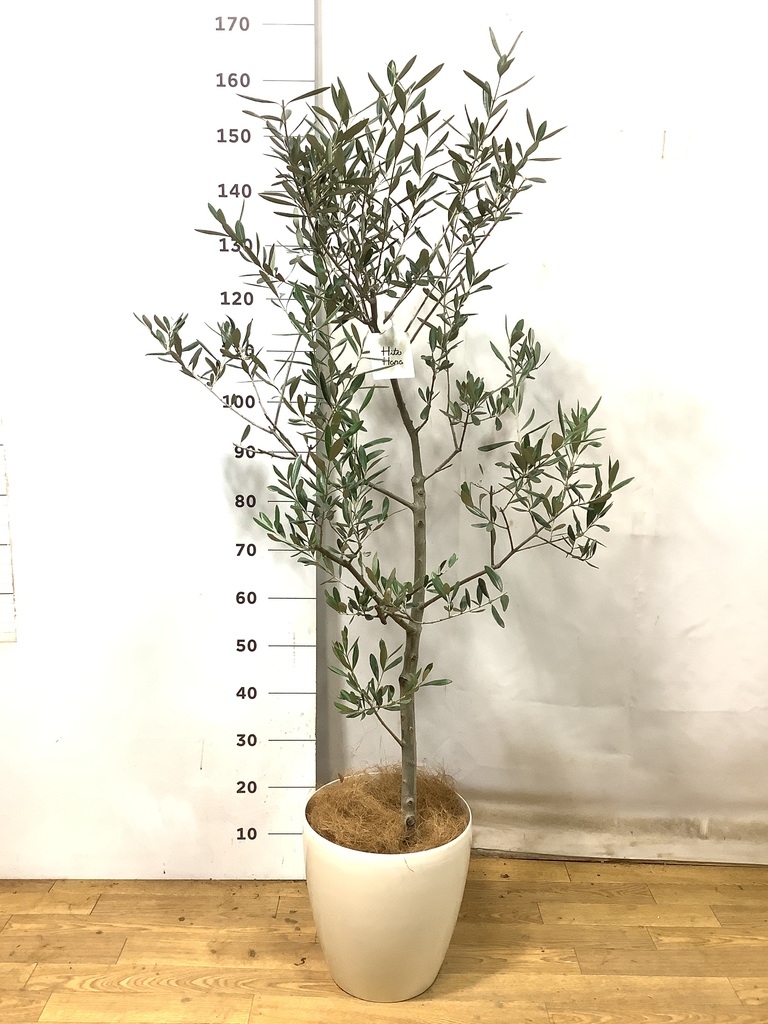 観葉植物 オリーブ 8号 ルッカ ラッシュバスケット Natural 付き