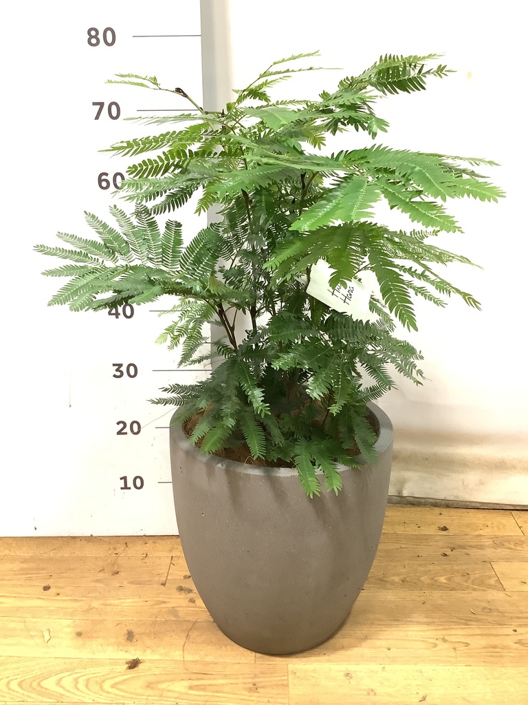 観葉植物 エバーフレッシュ 6号 プラスチック鉢 | 観葉植物なら