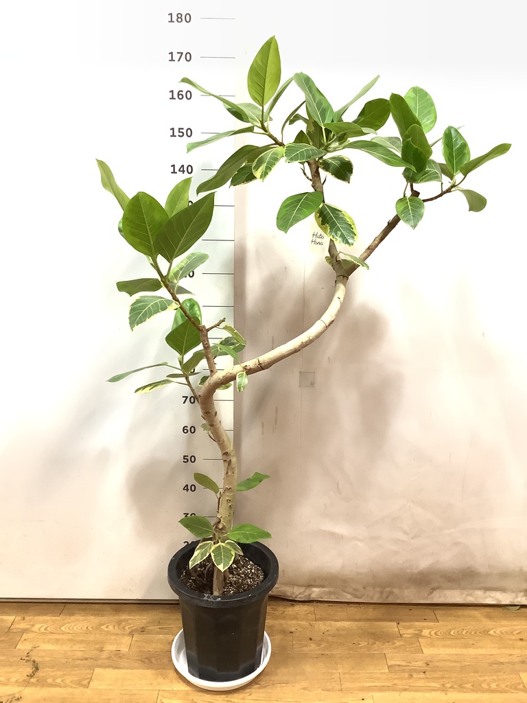 観葉植物 フィカス アルテシーマ 10号 曲り プラスチック鉢