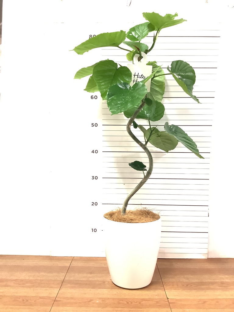 フィカス ウンベラータ 曲がり | 観葉植物通販 HitoHana（ひとはな）