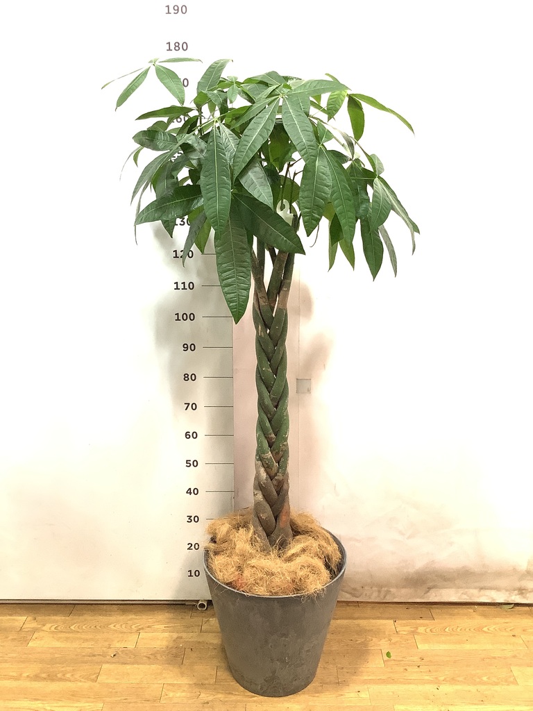 フィカス 依っ 植物 グレーの丸型鉢