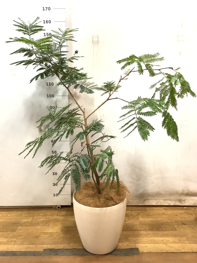 観葉植物 エバーフレッシュ 10号 ボサ造り キューブ ラテルストーン