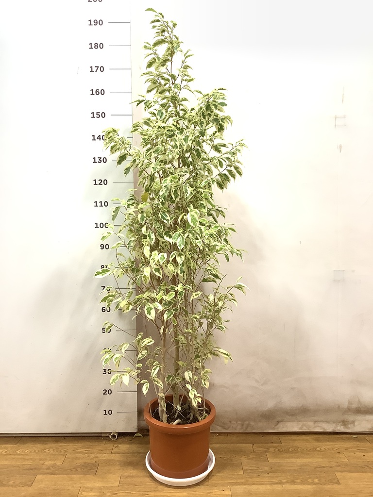 [直接取引限定]希少フィカス ベンジャミン•スターライト 約200cm 大阪限定 楽天市場】【送料無料・同梱不可】フィカス・ベンジャミン「スター