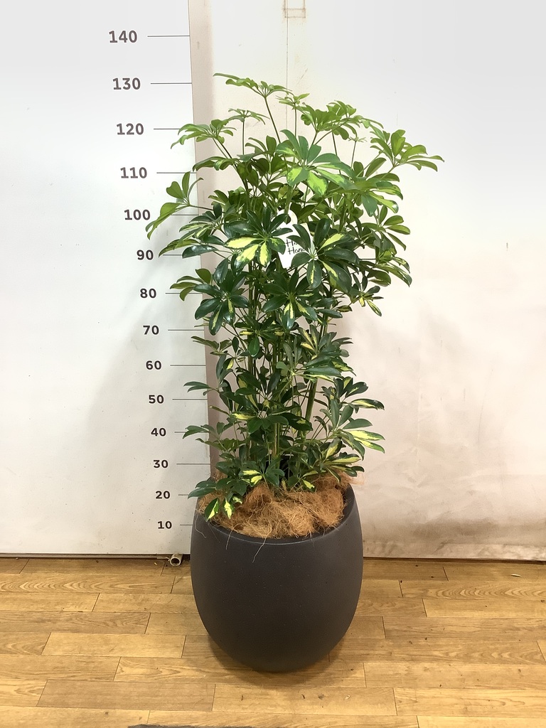 観葉植物 カポック（シェフレラ） 8号 斑入り テラアストラ