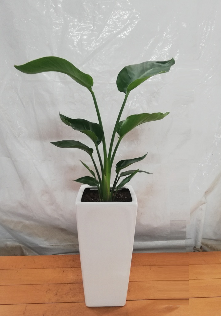 観葉植物 オーガスタ 7号 角高陶器 | 観葉植物ならHitoHana(ひとはな)