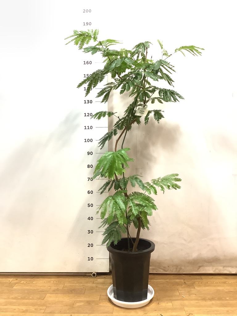 エバーフレッシュ 曲がり仕立て 大型 180㎝ 10号鉢 整った樹形 綺麗な実付 エバーフレッシュ 曲がり仕立て 大型 180㎝ 10号鉢 整った樹形 綺麗な実