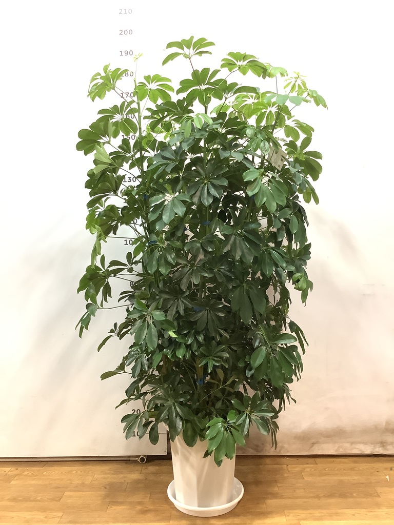 観葉植物 カポック（シェフレラ） 10号 ノーマル ジュピター 黒