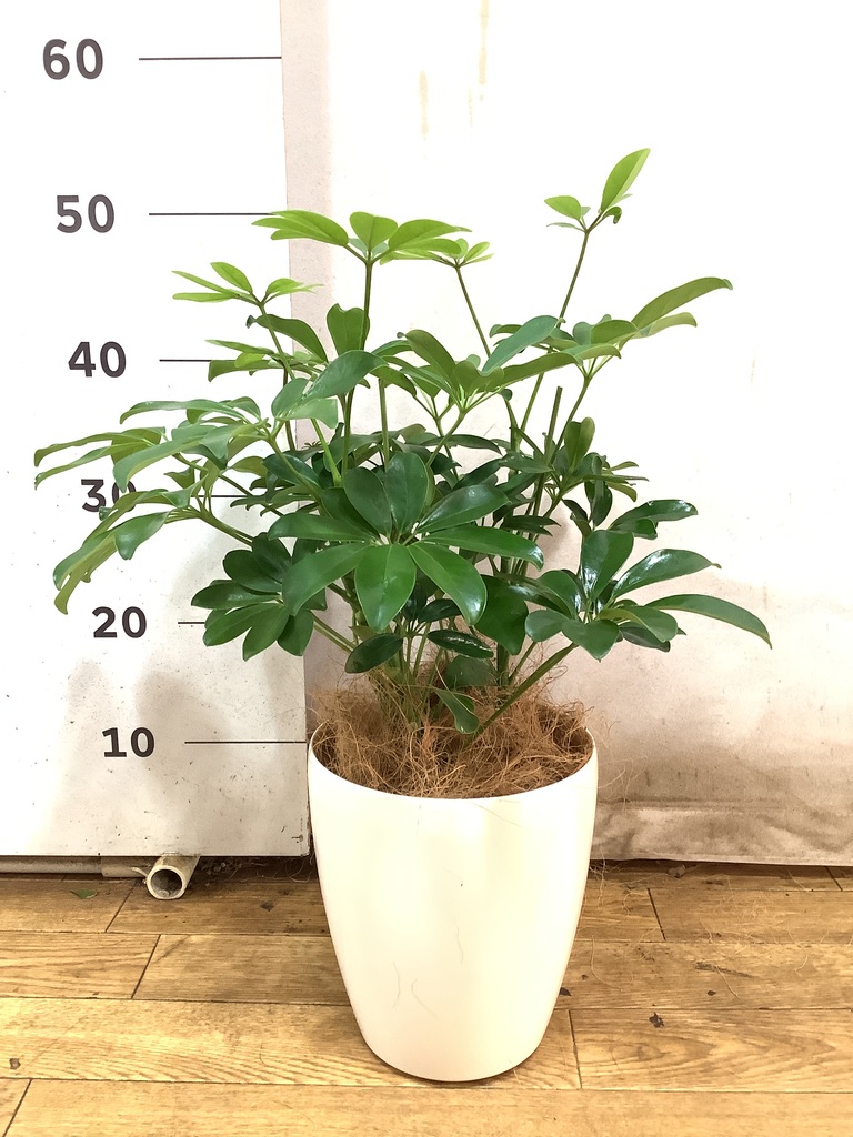 観葉植物 カポック（シェフレラ） 5号 ノーマル ラスターポット 付き