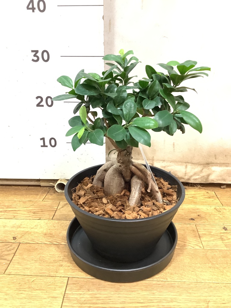ガジュマル 高さ 77cm 71Vy2gH4l5L._UF1000,1000_QL80_.jpg
