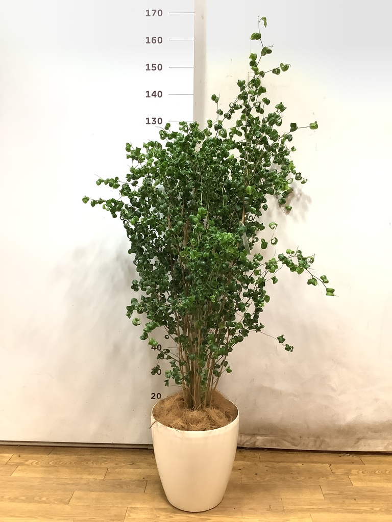 観葉植物 ベンジャミン 8号 バロック プラスチック鉢 | 観葉植物 観葉植物 ベンジャミン 8号 バロック プラスチック鉢 | 観葉植物
