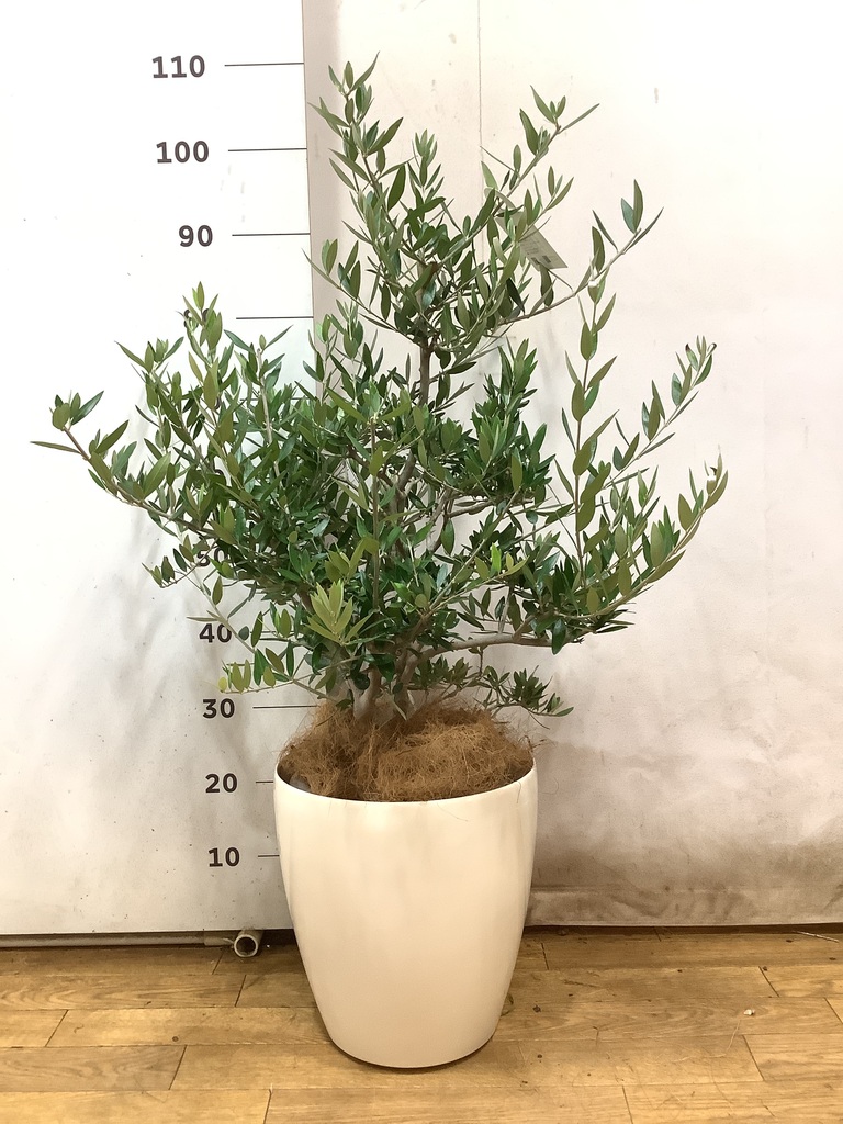 観葉植物 オリーブの木 8号 コロネイキ プラスチック鉢 / 小倉園
