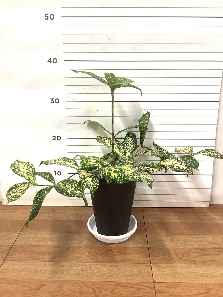 観葉植物 ドラセナ ゴッドセフィアーナ 4号 ルーツ 15 K ブラック 付き