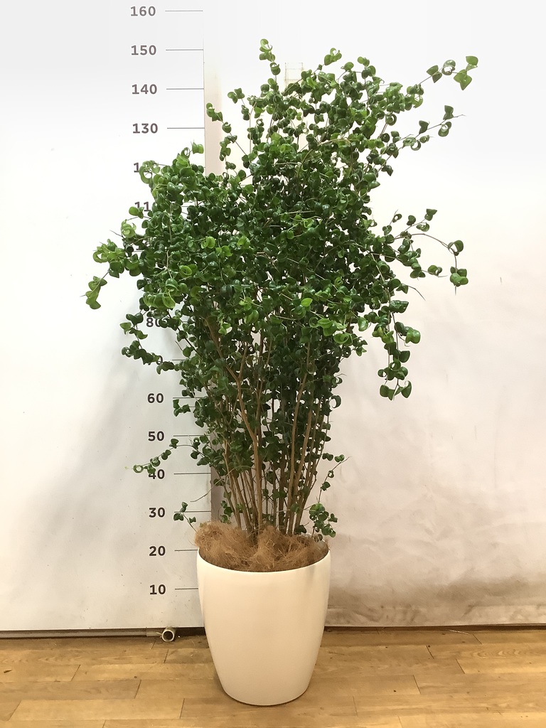 観葉植物 フィカス ベンジャミン 8号 バロック ラスターポット 付き