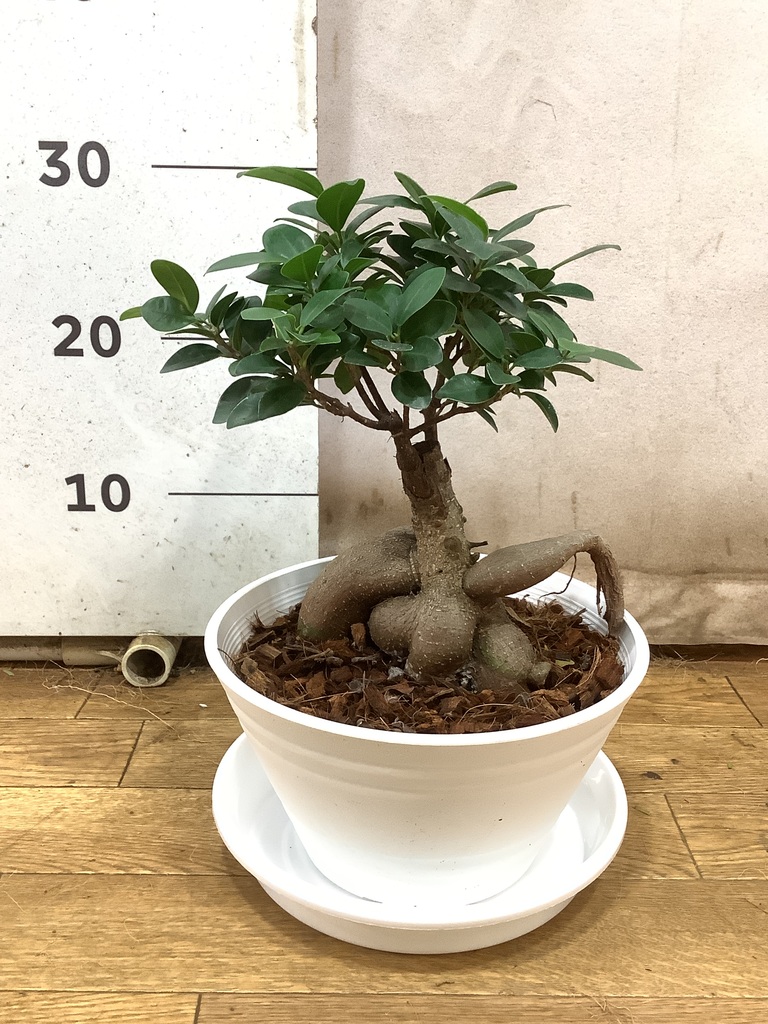斑入りパンダガジュマル　接木　7号　再再々リピート価格 ガジュマル：パンダガジュマル 7号平鉢植え の通販 | 園芸ネット