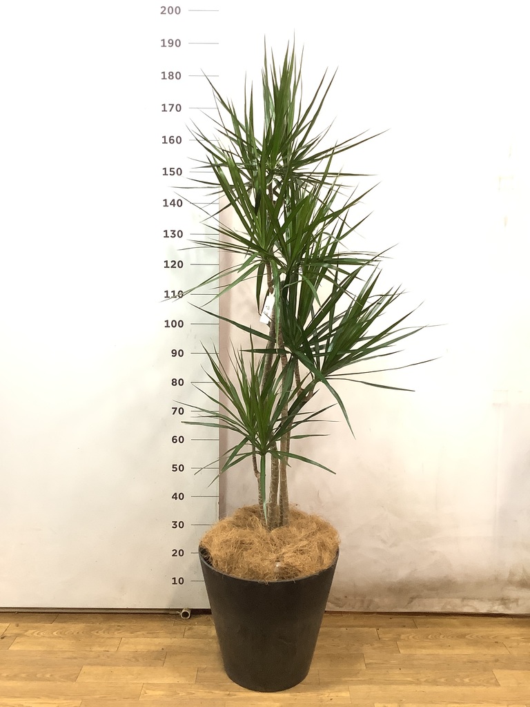 観葉植物 ドラセナ コンシンネ 10号 寄せ キューブ ラテルストーン