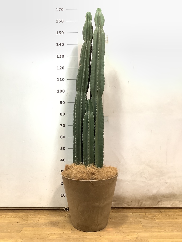 観葉植物 柱サボテン 10号 セドナロング 墨 付き | 観葉植物なら