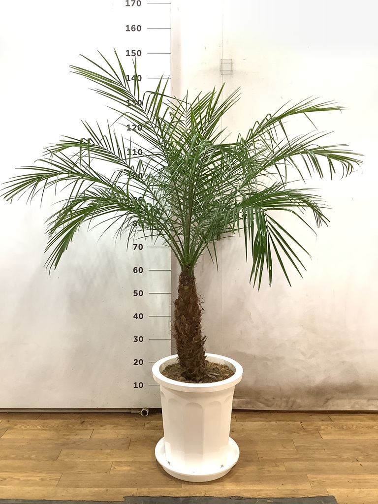 観葉植物 フェニックスロベレニー 10号 プラスチック鉢 | 観葉植物なら 