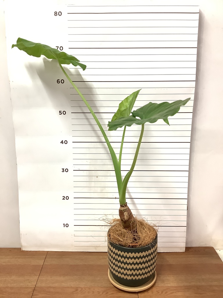 観葉植物 アロカシア 4号 オドラ（クワズイモ） ハピ 白 L 付き | 観葉