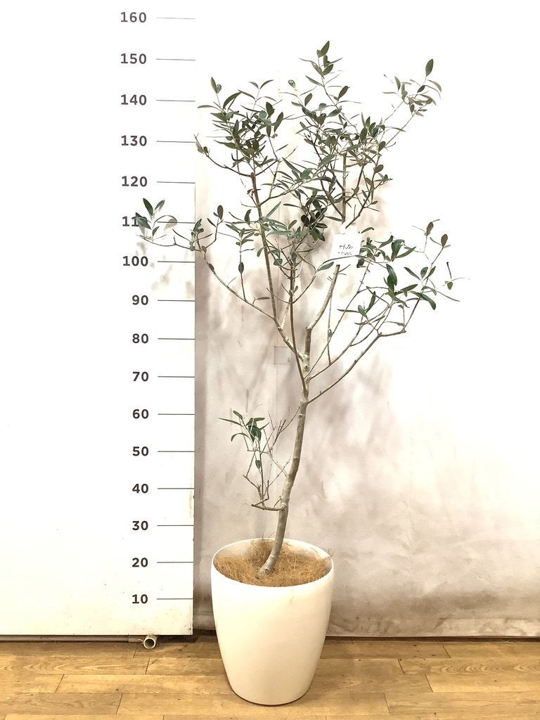 【現品】オリーブ　8号（1）ルッカ 観葉植物 オリーブ 8号 ルッカ プラスチック鉢 | 観葉植物なら