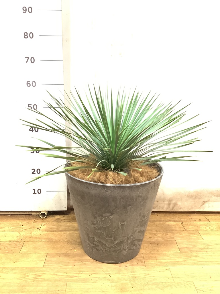 観葉植物 ユッカ 8号 ロストラータ プラスチック鉢 | 観葉植物なら 