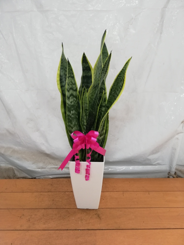 観葉植物 サンスベリア 6号 トラノオ プラスチック鉢 | 観葉植物なら