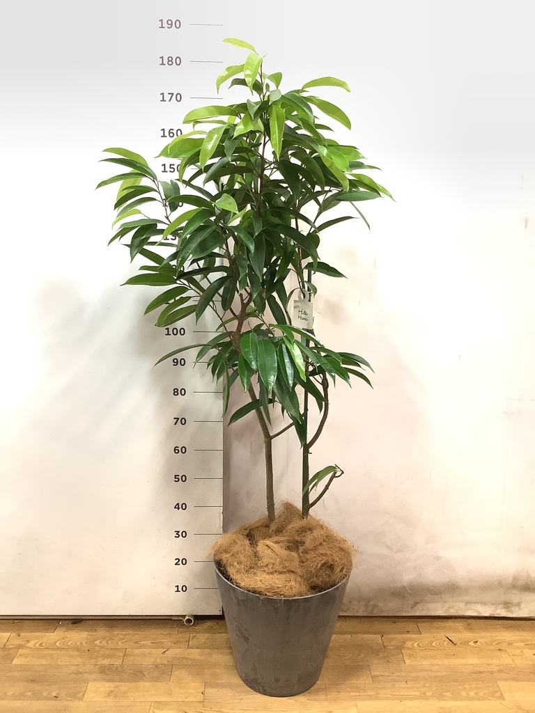 観葉植物 フィカス アムステルダムキング 10号 ノーマル エステリ