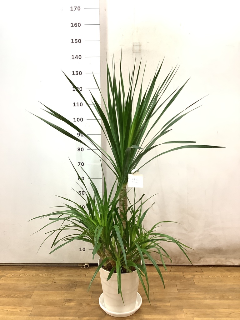観葉植物 ドラセナ カンボジアーナ 8号 プラスチック鉢 | 観葉植物なら