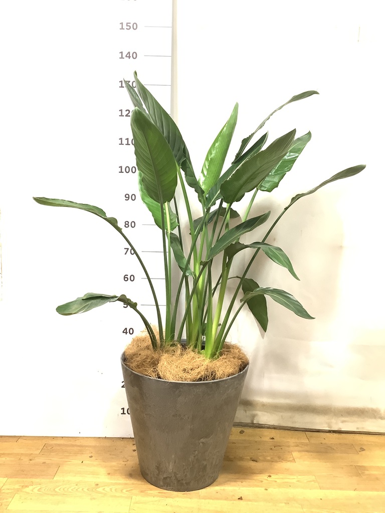 観葉植物 ストレリチア レギネ 10号 Medium__10_7500c670-52f7-4d00-