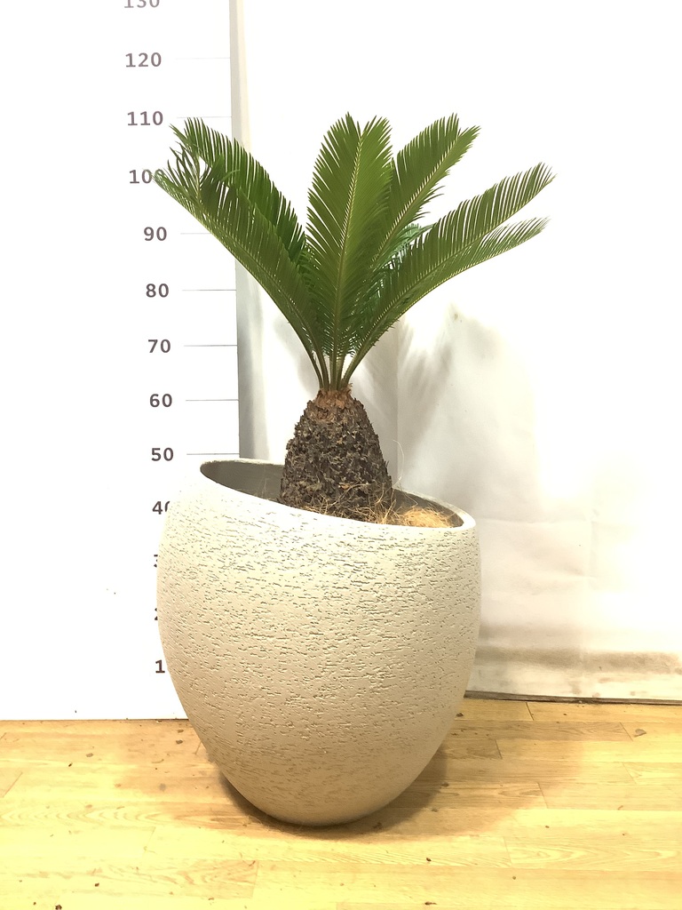 観葉植物 ソテツ 10号 キューブ ラテルストーン 付き | 観葉植物